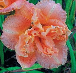 iris (196)